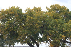 Populus deltoides wislizenii