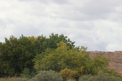 Populus deltoides wislizenii