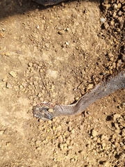 Crotaphopeltis hotamboeia