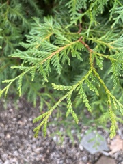 Thuja