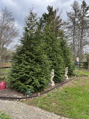 Thuja