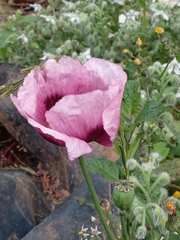 Papaver somniferum