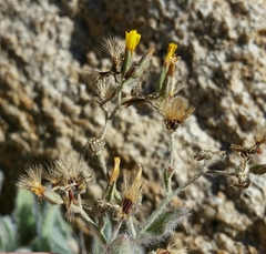Pilosella horrida