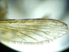 Psorophora