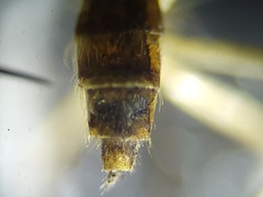 Psorophora