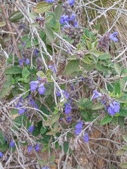 Salvia bogotensis