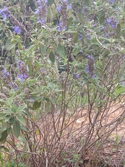 Salvia bogotensis