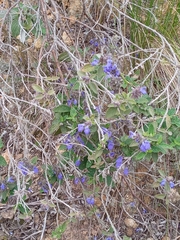Salvia bogotensis