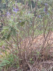 Salvia bogotensis