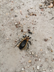Ectrichodia crux