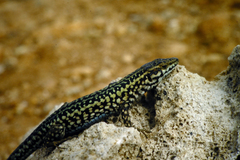 Podarcis filfolensis maltensis