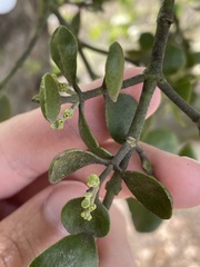 Phoradendron leucarpum