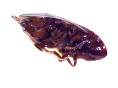 Lepyronia coleoptrata