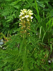 Pedicularis hacquetii