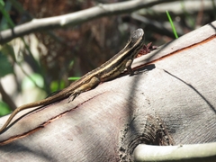 Liolaemus chiliensis