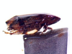 Lepyronia coleoptrata