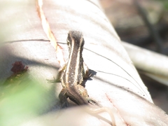 Liolaemus chiliensis