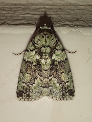 Blenina squamifera