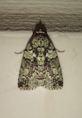 Blenina squamifera