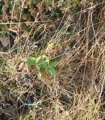 Rhododendron groenlandicum