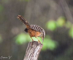Campylorhynchus zonatus