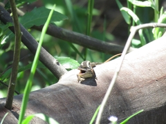 Liolaemus chiliensis