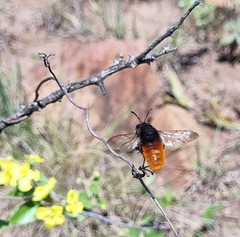 Gronoceras cinctum