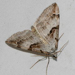 Aplocera praeformata