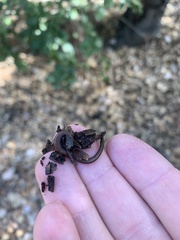 Batrachoseps nigriventris