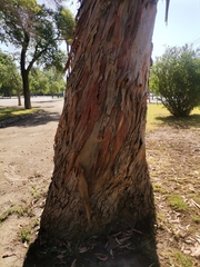 Eucalyptus globulus