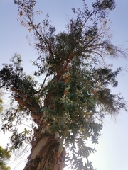 Eucalyptus globulus