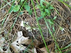 Berteroa incana