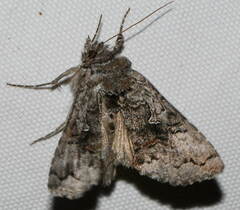 Syngrapha interrogationis