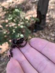 Batrachoseps nigriventris