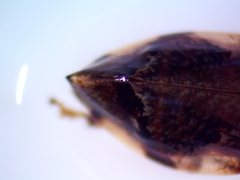 Lepyronia coleoptrata