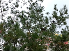 Pinus morrisonicola