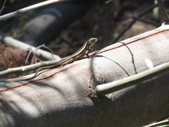 Liolaemus chiliensis