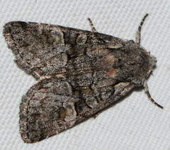 Brachylomia viminalis