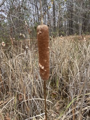 Typha latifolia
