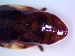 Lepyronia coleoptrata