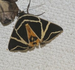Agamana sarmentosa