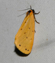 Setina irrorella