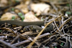 Hierophis viridiflavus carbonarius