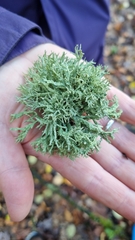 Ramalina