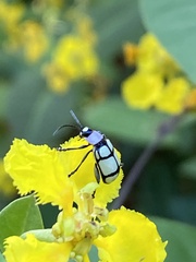 Omophoita octoguttata