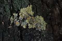 Xanthoria parietina