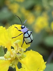 Omophoita octoguttata