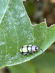 Omophoita octoguttata