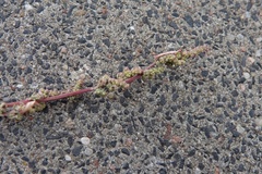 Chenopodium
