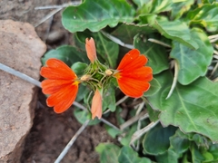 Crossandra greenstockii